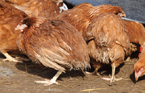Cách chữa bệnh khô chân cho gà