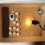 Cách ấp trứng gà bằng bóng điện: tỷ lệ nở cao, tiết kiệm chi phí