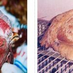 Bệnh tụ huyết trùng ở gà: nguyên nhân và cách điều trị