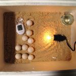 Cách ấp trứng gà thủ công khoa học và đúng kĩ thuật