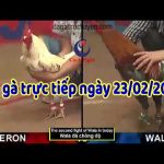 [LIVE] Đá gà trực tiếp Thomo Campuchia ngày Cn 23/2/2020
