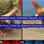 Tuyển tập video đá gà Thomo ngày 24/6/2020