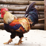 Gà chín cựa – Giống gà quý hiếm của đất Việt