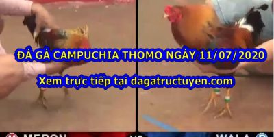 đá gà Thomo Campuchia
