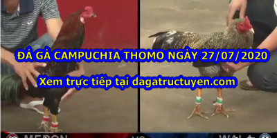 Đá gà Campuchia Thomo