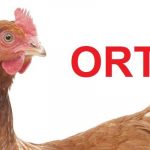 Bệnh ORT ở gà & phác đồ điều trị hiệu quả nhất