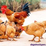 Tìm hiểu giá trị kinh tế của gà Tàu Vàng trong chăn nuôi
