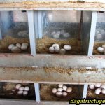 Cách làm chuồng gà đẻ trứng đúng cách