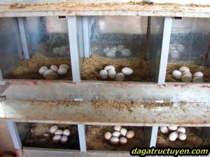 Cách làm chuồng gà đẻ trứng