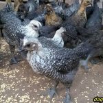 Kỹ thuật nuôi & Giá trị kinh tế của giống gà ác lông đen