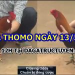 Trực tiếp video chọi gà Thomo Hay Nhất 13/5/2021