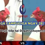 Trận đá gà Campuchia Thomo ngày 28/11/2022
