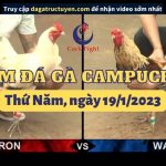 Gà Đá Thomo Campuchia Live ngày 19/01/2023