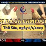 Clip Thomo hôm nay – Đá Gà Campuchia ngày 06/01/2023