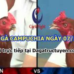Tổng hợp video gà Hay tại Campuchia – 7/12/2022