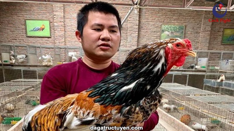 Địa chỉ bán gà Brahma tại Việt Nam