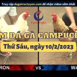 Đá gà cựa sắt Campuchia ( Video) tuyển chọn ngày 10/02/2023