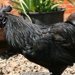 Gà H Mông – Giống gà đen H’Mông đặc sản cho lãi cao