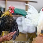 Gà Serama – Cách nuôi giống gà cảnh thượng lưu có giá chục triệu