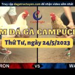 Video trực tiếp đá gà Campuchia ngày 24/05/2023