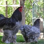 Gà Brahma – Gía bán giống gà khổng lồ đang sốt thị trường