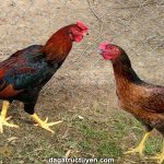 Gà Kiến – Cách nuôi giống gà trứ danh Bình Định