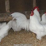 Gà Leghorn – Đặc điểm và cách nuôi giống gà Italia siêu trứng