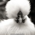 Gà lông lụa – Trào lưu nuôi gà Silkie bạc triệu như thú cưng