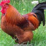 Gà rốt đỏ – Chi tiết cách nuôi giống gà quốc điểu Rhode Island